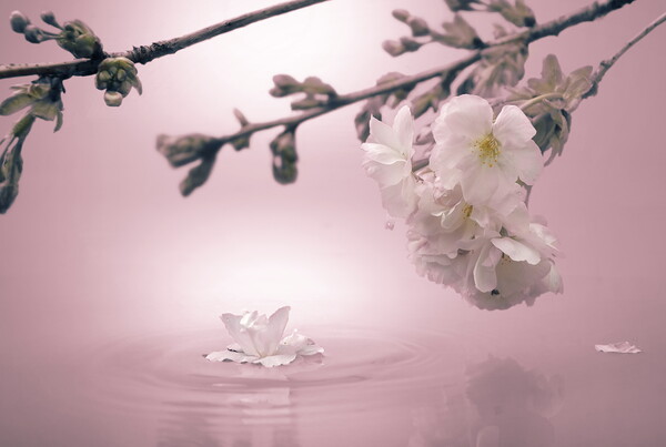 Soft Pink Blossom Picture Board by David Neighbour