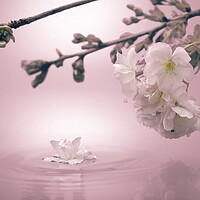 Buy canvas prints of Soft Pink Blossom by David Neighbour