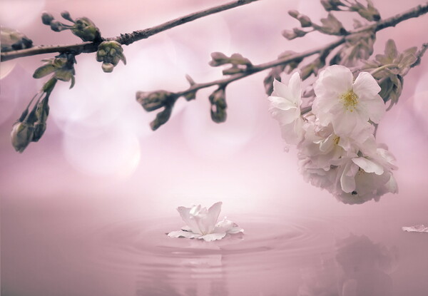 Blossom Bokeh Picture Board by David Neighbour