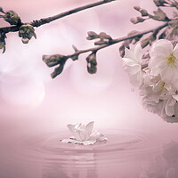 Buy canvas prints of Blossom Bokeh by David Neighbour
