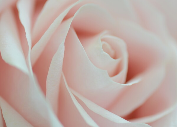 Soft Pink Rose Picture Board by David Neighbour