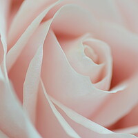 Buy canvas prints of Soft Pink Rose by David Neighbour