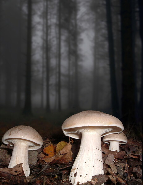 Clouded Agarics Picture Board by David Neighbour