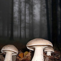 Buy canvas prints of Clouded Agarics by David Neighbour