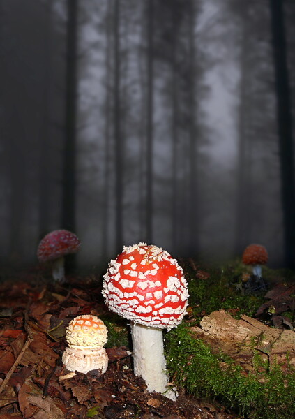Mysterious Fly Agarics Picture Board by David Neighbour