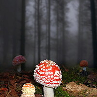 Buy canvas prints of Mysterious Fly Agarics by David Neighbour