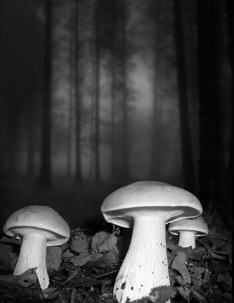 Clouded Agarics B&W Picture Board by David Neighbour