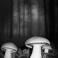 Buy canvas prints of Clouded Agarics B&W by David Neighbour
