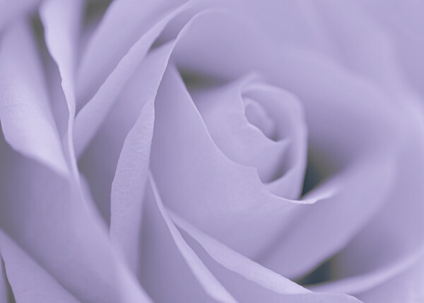 Soft Blue Rose Picture Board by David Neighbour