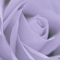 Buy canvas prints of Soft Blue Rose by David Neighbour