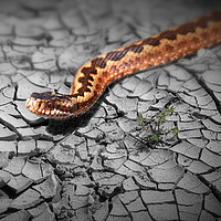 Buy canvas prints of Adder Popped by David Neighbour