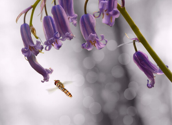 Hoverfly on Bluebell - Landscape Picture Board by David Neighbour