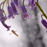 Buy canvas prints of Hoverfly on Bluebell - Landscape by David Neighbour