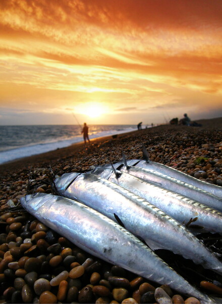 Chesil Beach Bounty Picture Board by David Neighbour