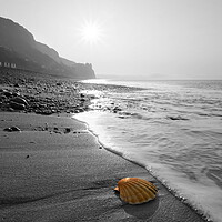 Buy canvas prints of Branscombe Scallop Shell Popped by David Neighbour