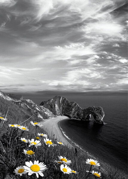 Durdle Daisies Wispy Sky Picture Board by David Neighbour