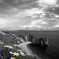 Buy canvas prints of Durdle Daisies Wispy Sky by David Neighbour