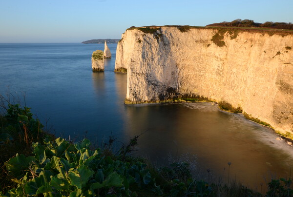 Morning at Old Harry Rocks Picture Board by David Neighbour