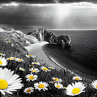 Buy canvas prints of Durdle Daisies Selectively Coloured by David Neighbour