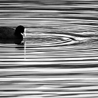 Buy canvas prints of Coot Ripples by David Neighbour