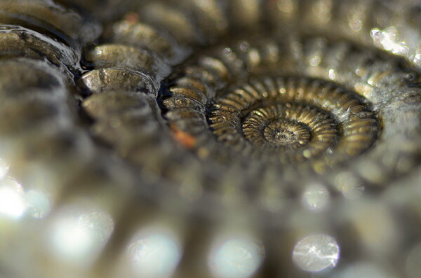 Glistening Ammonite Picture Board by David Neighbour