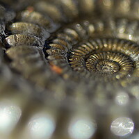 Buy canvas prints of Glistening Ammonite by David Neighbour