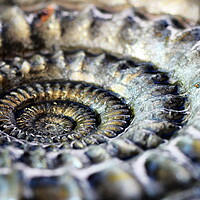 Buy canvas prints of Pyritised ammonite by David Neighbour