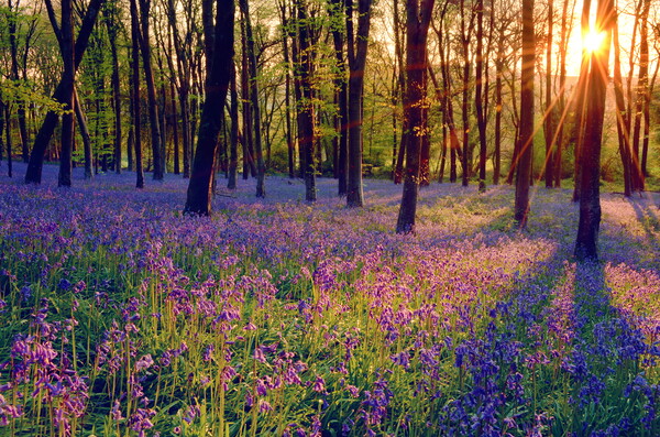 Bluebell Sunrise Picture Board by David Neighbour