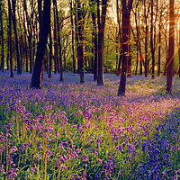 Buy canvas prints of Bluebell Sunrise by David Neighbour