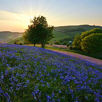 Buy canvas prints of Bluebells of Eype Down by David Neighbour