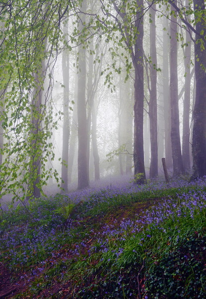 Beech and Bluebells Picture Board by David Neighbour