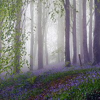 Buy canvas prints of Beech and Bluebells by David Neighbour