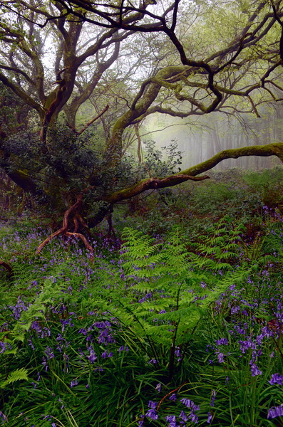Dorset Woodland in Spring - Portrait Picture Board by David Neighbour