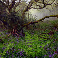Buy canvas prints of Dorset Woodland in Spring - Portrait by David Neighbour