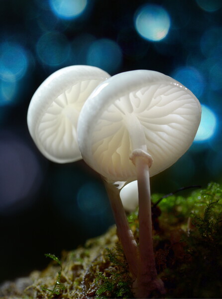 Porcelain Fungus Picture Board by David Neighbour