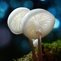 Buy canvas prints of Porcelain Fungus by David Neighbour