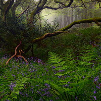 Buy canvas prints of Springtime in the Woods by David Neighbour