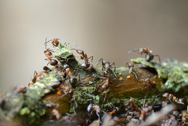 Wood Ants of Fingle Bridge Picture Board by David Neighbour