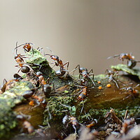 Buy canvas prints of Wood Ants of Fingle Bridge by David Neighbour