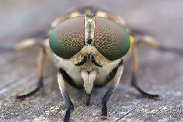 Horsefly macro Picture Board by David Neighbour
