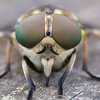 Buy canvas prints of Horsefly macro by David Neighbour