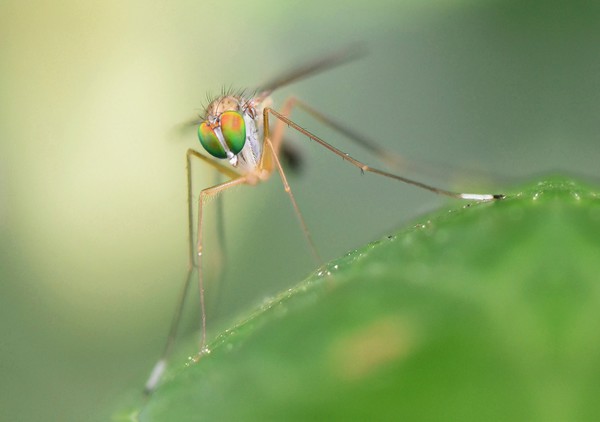 Long legged fly macro. Picture Board by David Neighbour