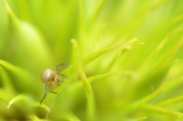 Baby spider in sweet William Picture Board by David Neighbour