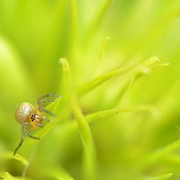 Buy canvas prints of Baby spider in sweet William by David Neighbour
