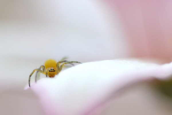 Soft soft spiderling Picture Board by David Neighbour