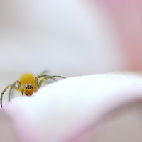 Buy canvas prints of Soft soft spiderling by David Neighbour