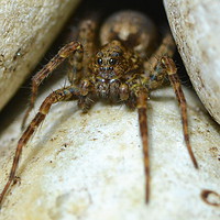 Buy canvas prints of Lair of the wolf spider by David Neighbour