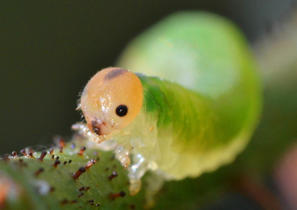 Grass sawfly caterpillar Picture Board by David Neighbour