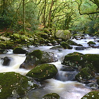 Buy canvas prints of Woodland Cascade by David Neighbour