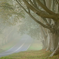 Buy canvas prints of Beech Avenue, Kingston Lacy by David Neighbour